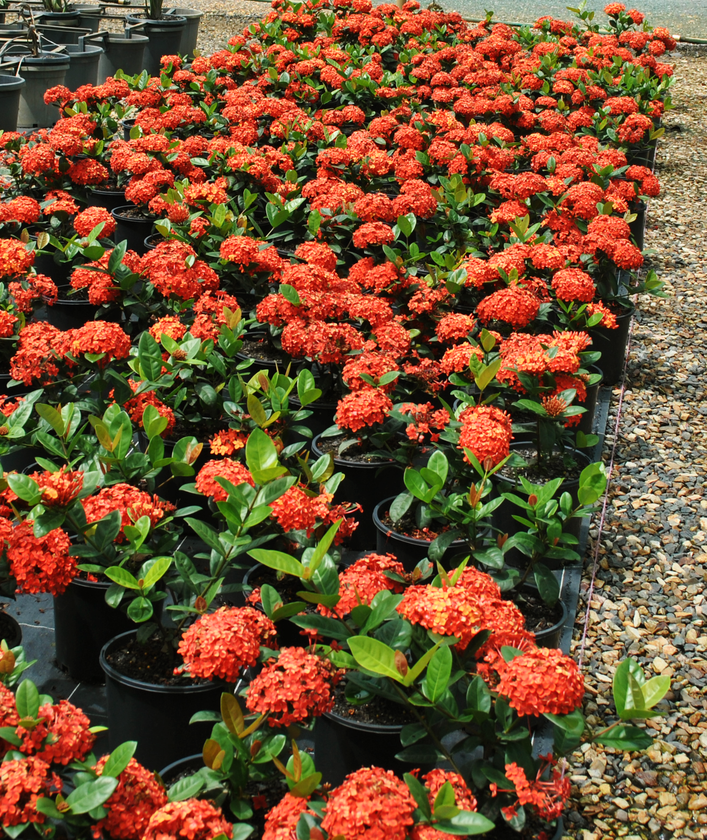 Wide-angle view of a nursery full of Ixora 'Coral Fire' plants, displaying a vibrant array of red blossoms, enhancing the visual appeal of tropical and subtropical gardens.