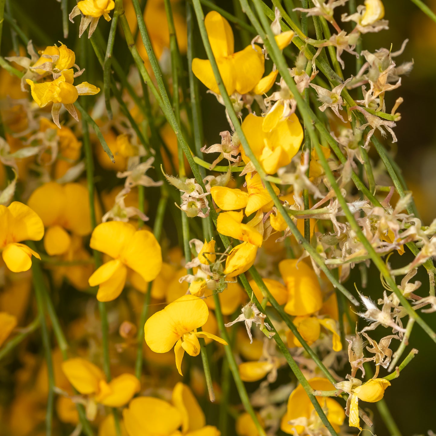 Macro shot of vibrant yellow Jacksonia scoparia flowers, highlighting their thin, spiky foliage and clustered blooms, against a softly blurred background. Photo courtesy of H Miles