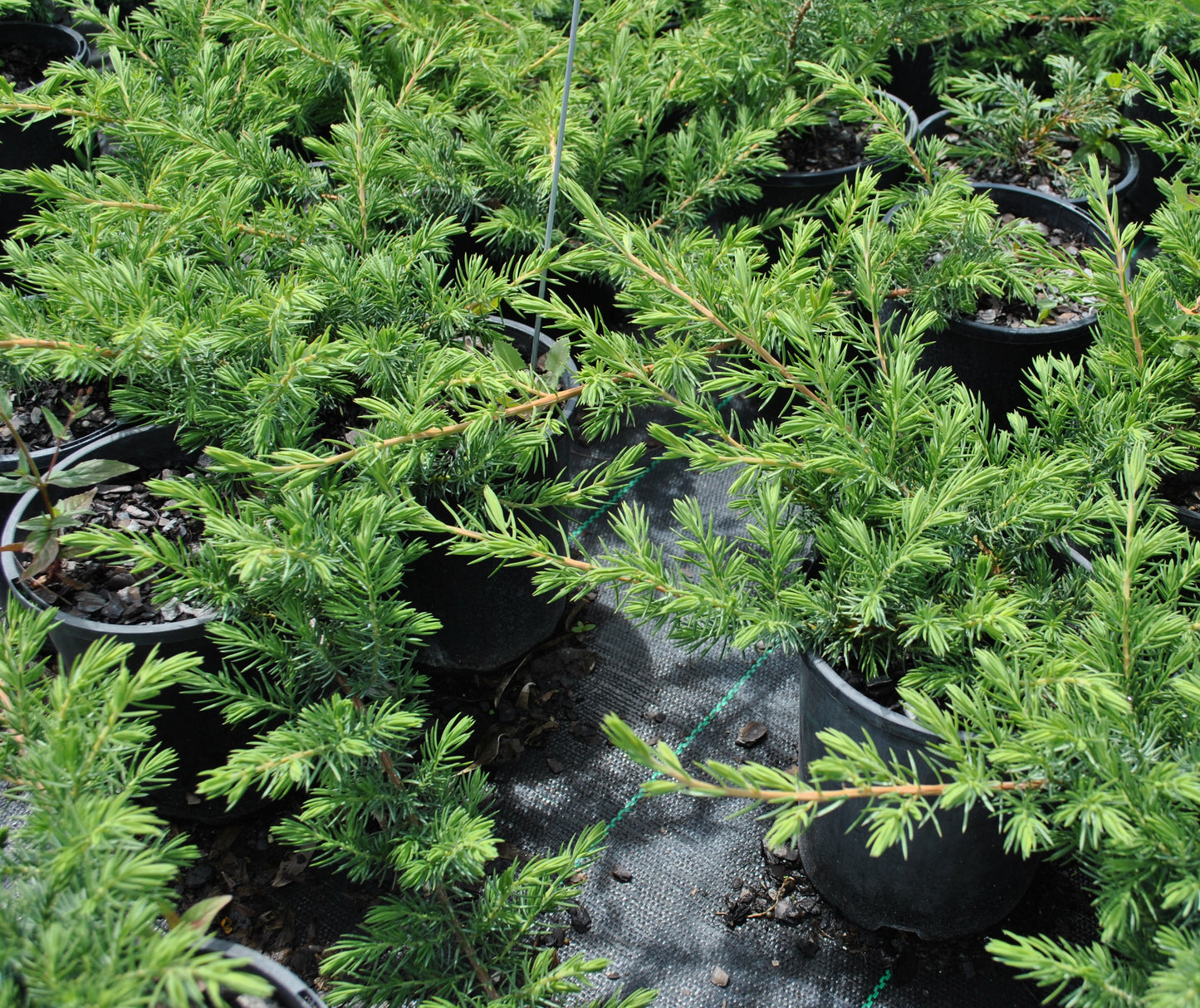 Dense planting of Juniperus conferta 'Shore Juniper' in nursery pots, featuring rich green needle-like foliage, perfect for ground cover and erosion control in coastal gardens.