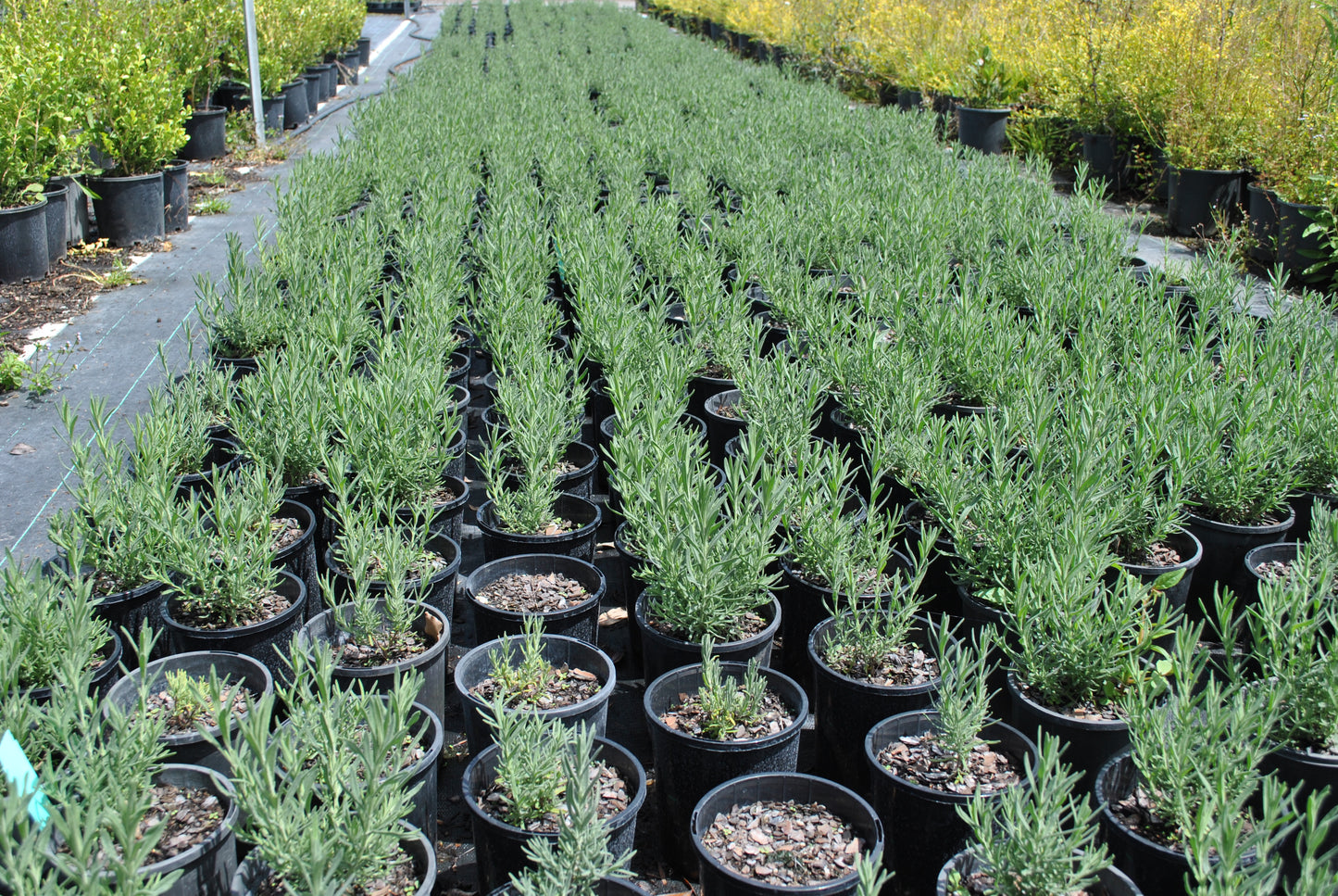 Juvenile green foliage on the Lavendula french 'French Lavender' plant