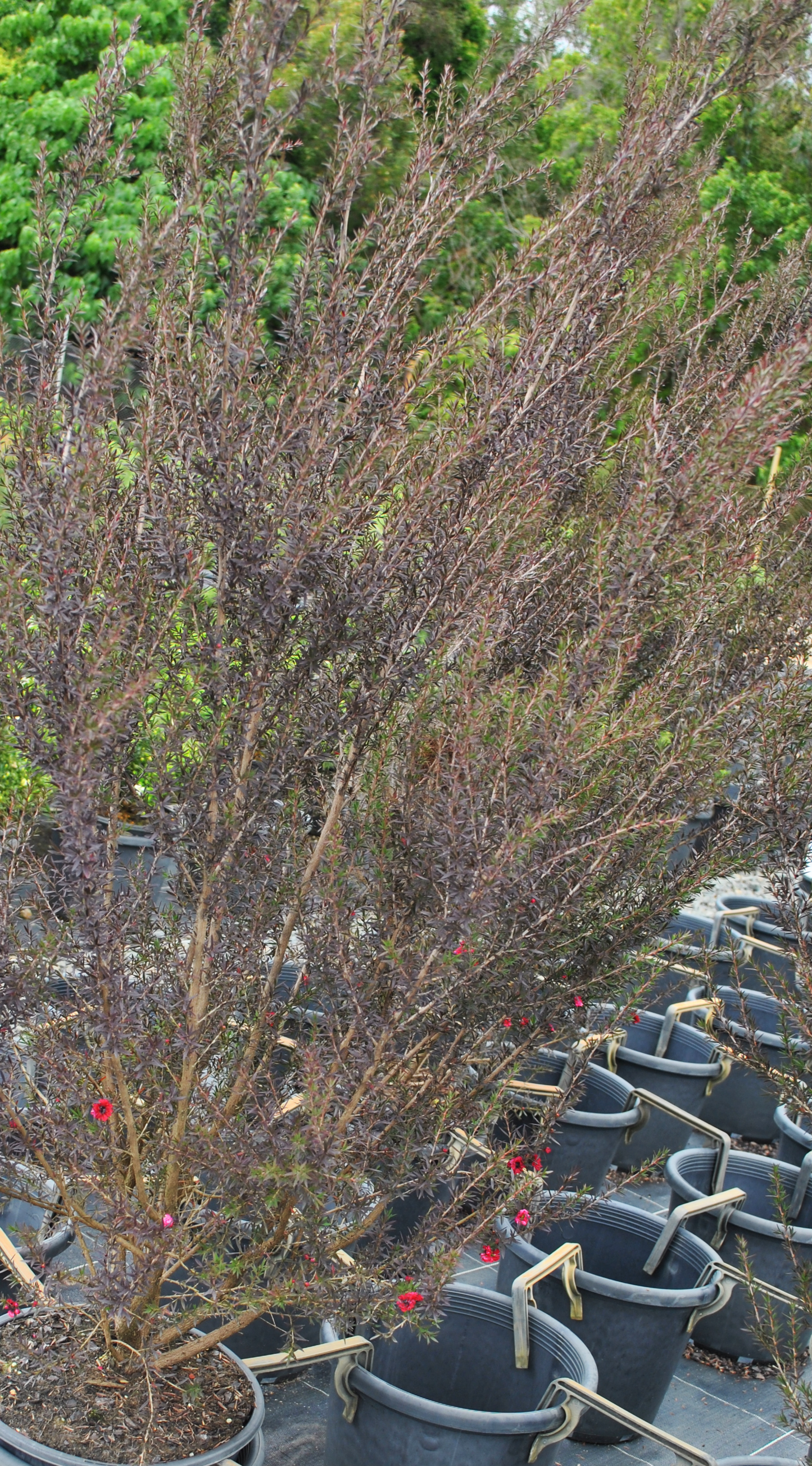 Array of Leptospermum 'Burgundy Queen' in a cultivation setup with their distinctive burgundy foliage