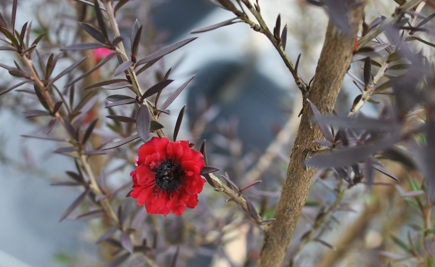 Vibrant red flower of Leptospermum 'Burgundy Queen' highlighting its delicate petals and dark background