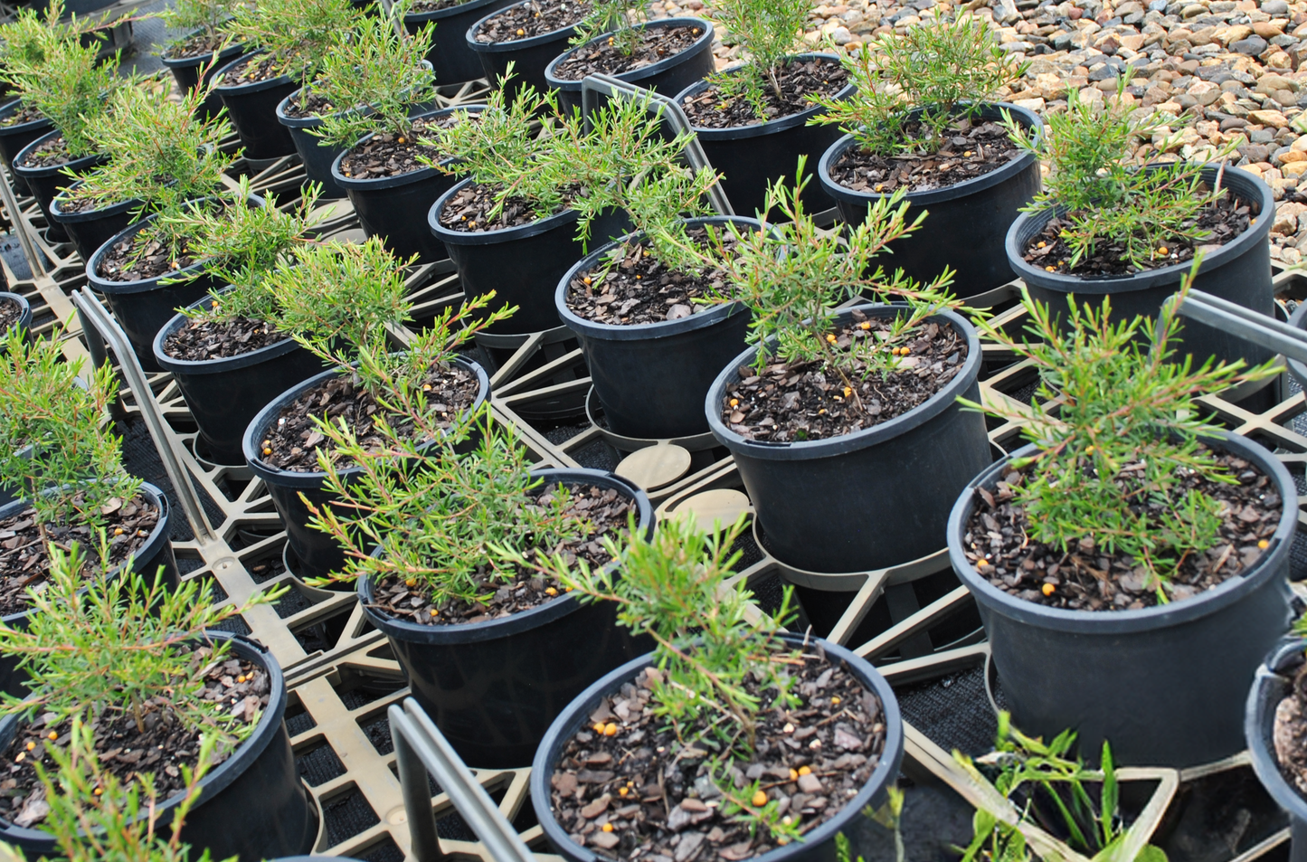 Eco-friendly garden nursery in South East Queensland showcasing rows of young Leptospermum Cardwell plants in black pots on a sunny day.