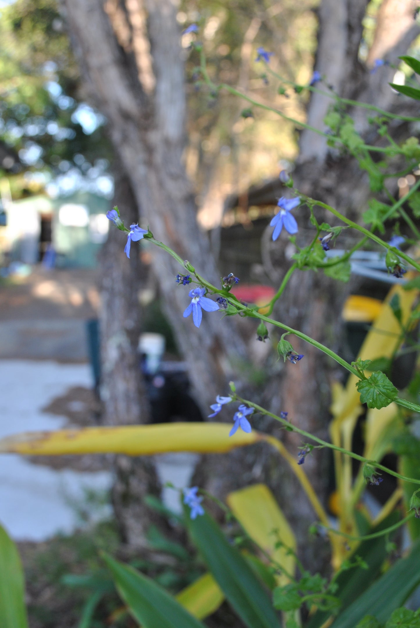 A close-up view of Lobelia trigonocaulis with vibrant blue flowers and green leaves, positioned in a natural garden setting with soft focus background featuring a large tree and yellow garden equipment.