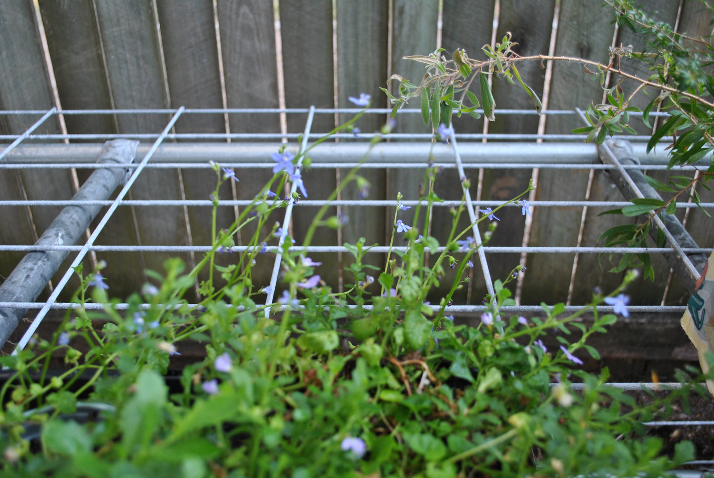 Delicate Lobelia trigonocaulis flowers blooming through a metal garden trellis, showcasing small blue petals against a backdrop of lush green foliage and a wooden fence.