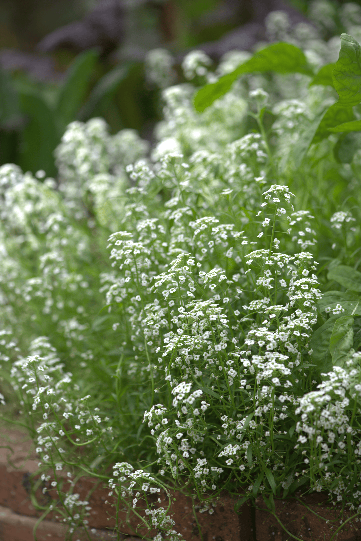 Close-up of vibrant Alyssum, showcasing clusters of small, delicate white flowers nestled among lush green leaves. Perfect for wildlife gardens, these plants are densely packed in a charming brick-bordered garden bed. The scene is complemented by lively green foliage in the background, highlighting a thriving and inviting garden environment.