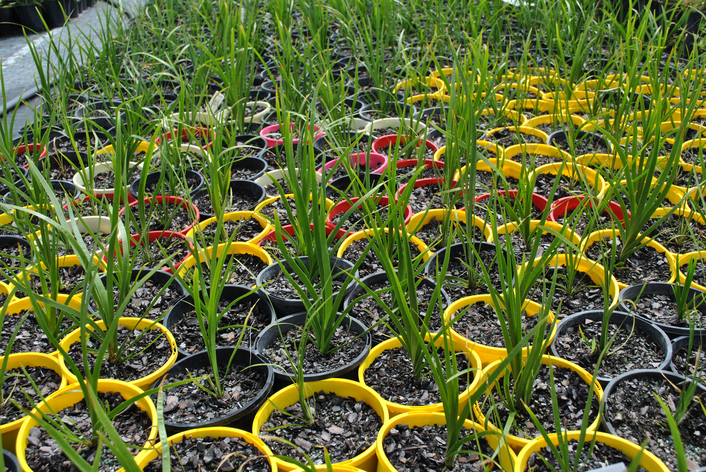 Extensive nursery setup featuring rows of Lomandra hystrix 'Creek Mat-Rush' in colored sorting trays, displaying their robust green blades, ideal for erosion control and water-conserving landscapes.