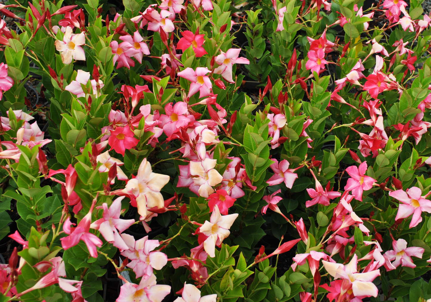 The Mandevilla sanderi Merlins Magic blooms with a dense cluster of pink and white trumpet-shaped flowers, surrounded by vibrant green leaves that attract pollinators to its enchanting display.