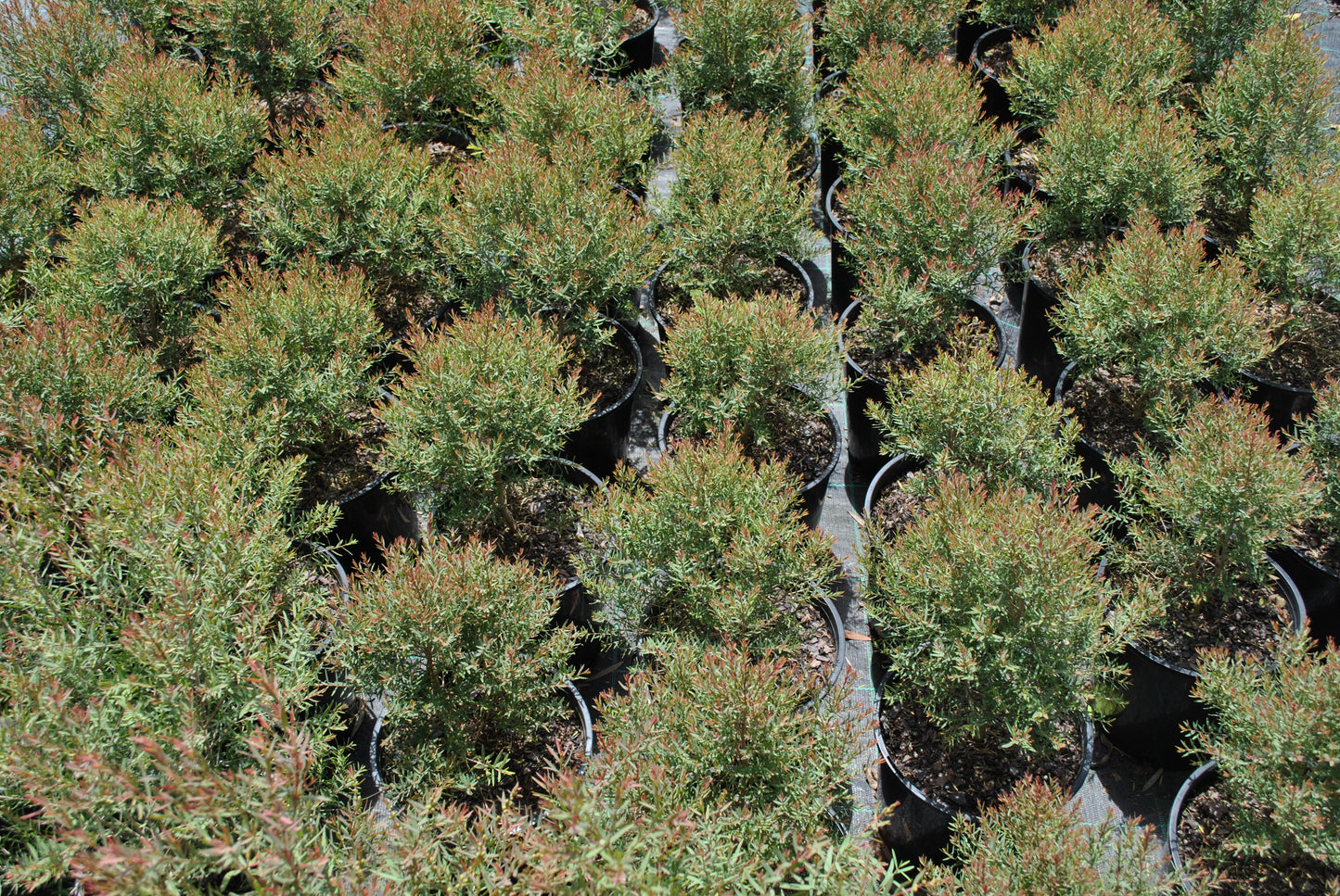 Vibrant rows of Melaleuca linariifolia 'Claret Tops' in a nursery setting, showcasing their distinctive claret-tipped foliage against a backdrop of lush green growth, ideal for adding texture and color contrast to water-wise gardens.