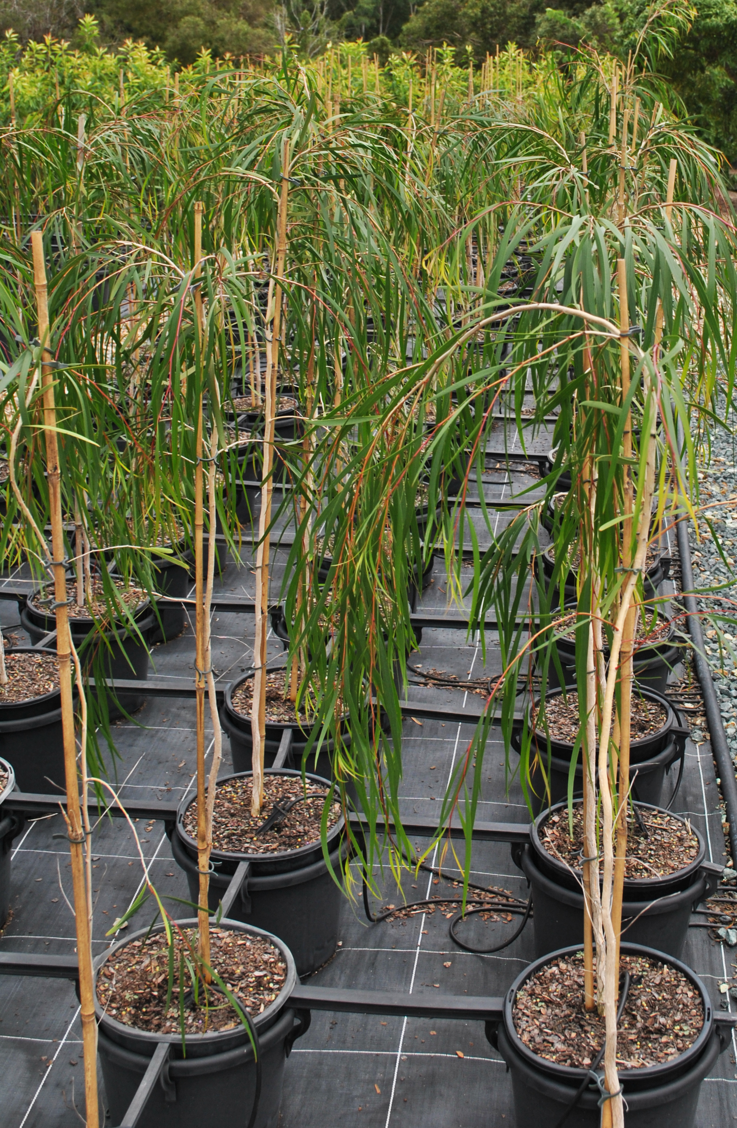 Fine-Leaf Paperbark saplings with tall, slender trunks and elongated leaves are arranged in rows on a black mat, making them an elegant choice for wildlife gardens.