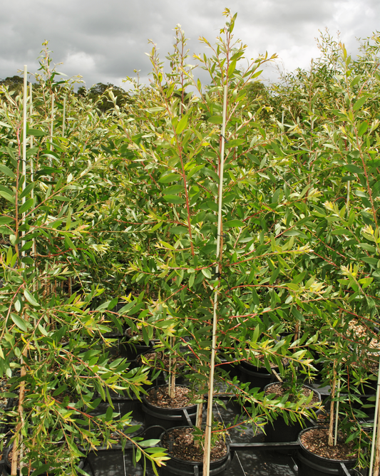 Green Melaleuca quinquenervia saplings arranged neatly in a natural background