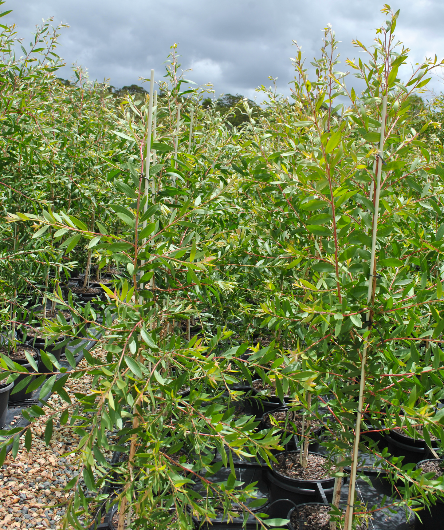 Cultivated Melaleuca quinquenervia saplings growing in containers outdoors