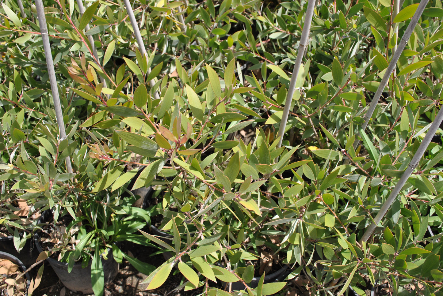 Lush greenery of Melaleuca viridiflora plants in black pots, focusing on the dense leaf arrangement and budding stems, ideal for garden landscaping and air purification.
