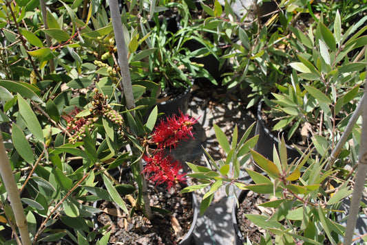 Close-up of Melaleuca viridiflora featuring vibrant red flower spikes against a backdrop of dense green foliage, prominently displayed in a black nursery pot.