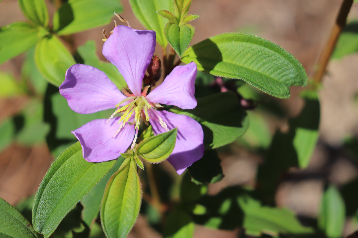 Close up purple 5 petaled flower on the Melastoma malabathricum subsp. Malabathricum 'Native Blue Tongue'