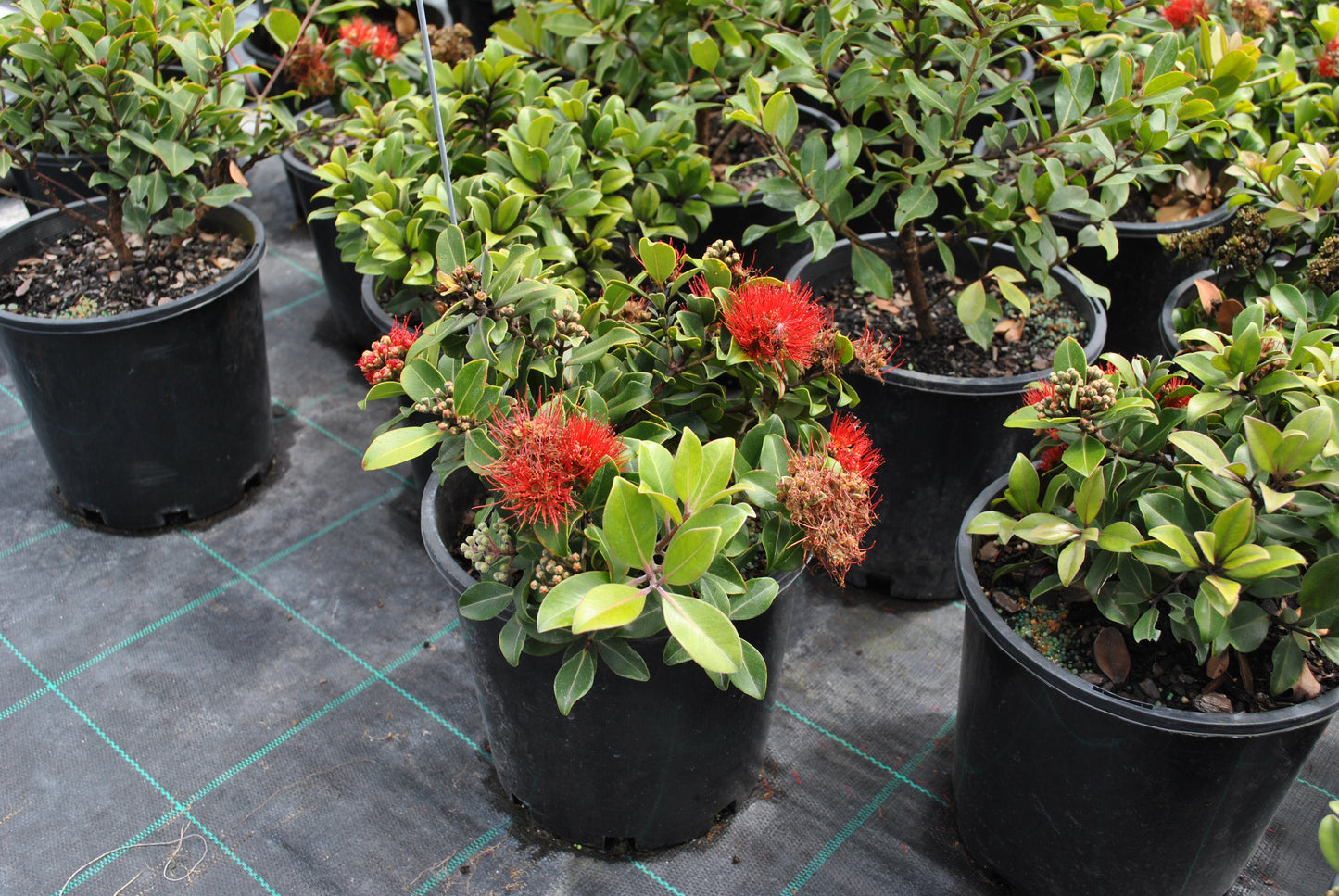 Metrosideros 'Fiji Fire' plants in black nursery pots, showcasing vibrant red flowers and lush green foliage.