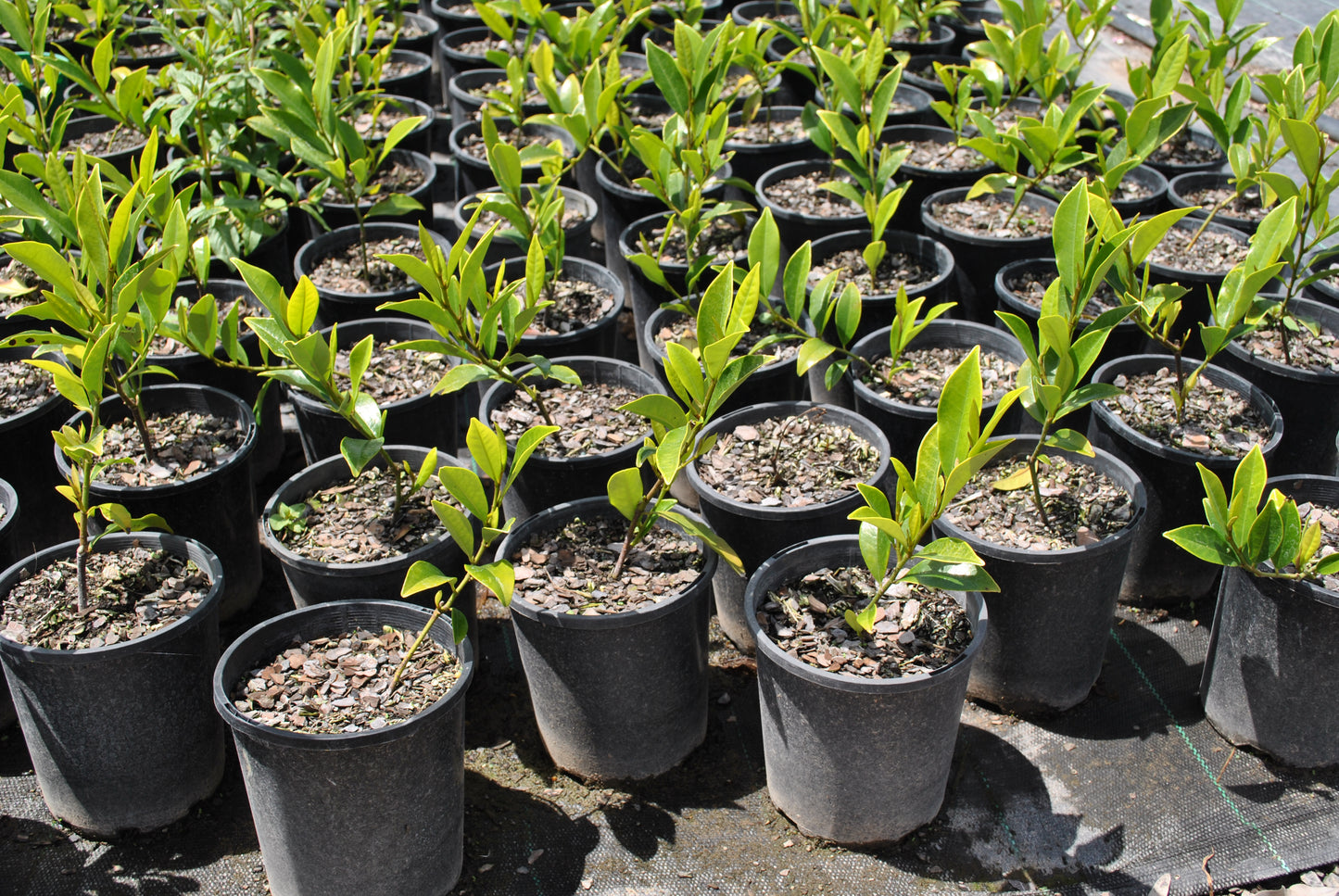 Healthy young Michelia coco plants in black nursery pots, showcasing bright green leaves in a nursery setting