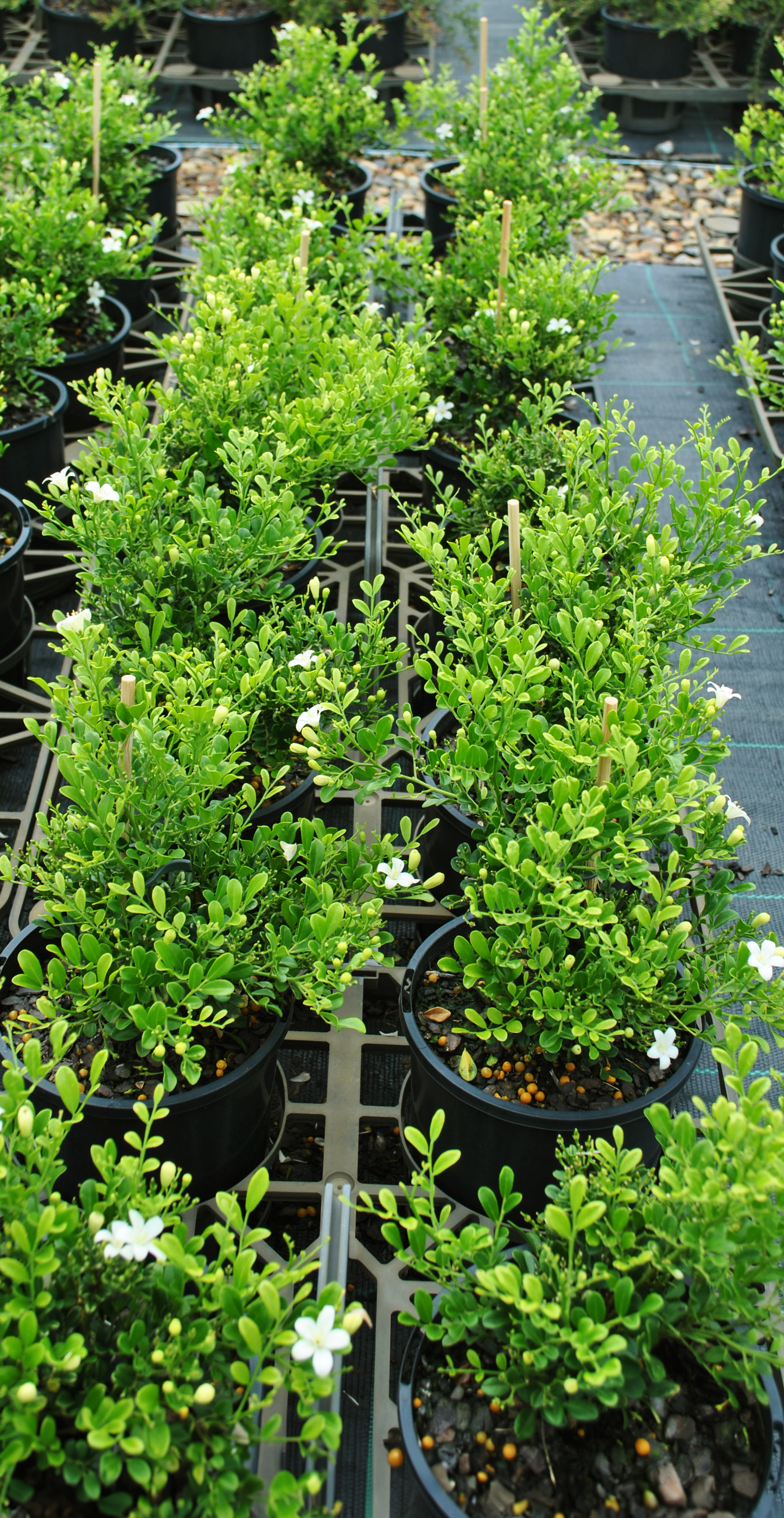 Row of Dwarf Orange Jasmine plants in a nursery setting, showing lush green growth and budding white flowers, ideal for small gardens and patios in Queensland.
