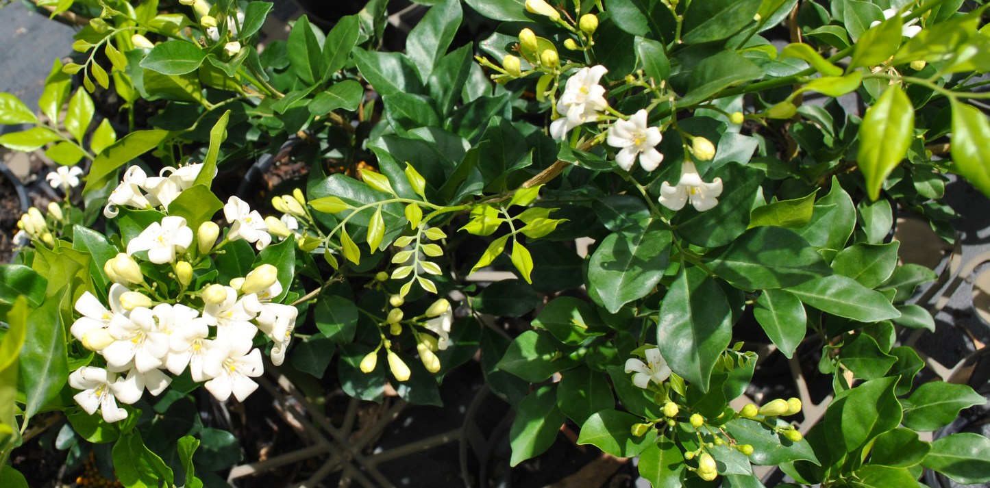 Close-up of Murraya paniculata with vibrant green leaves and clusters of fragrant white flowers in bloom.