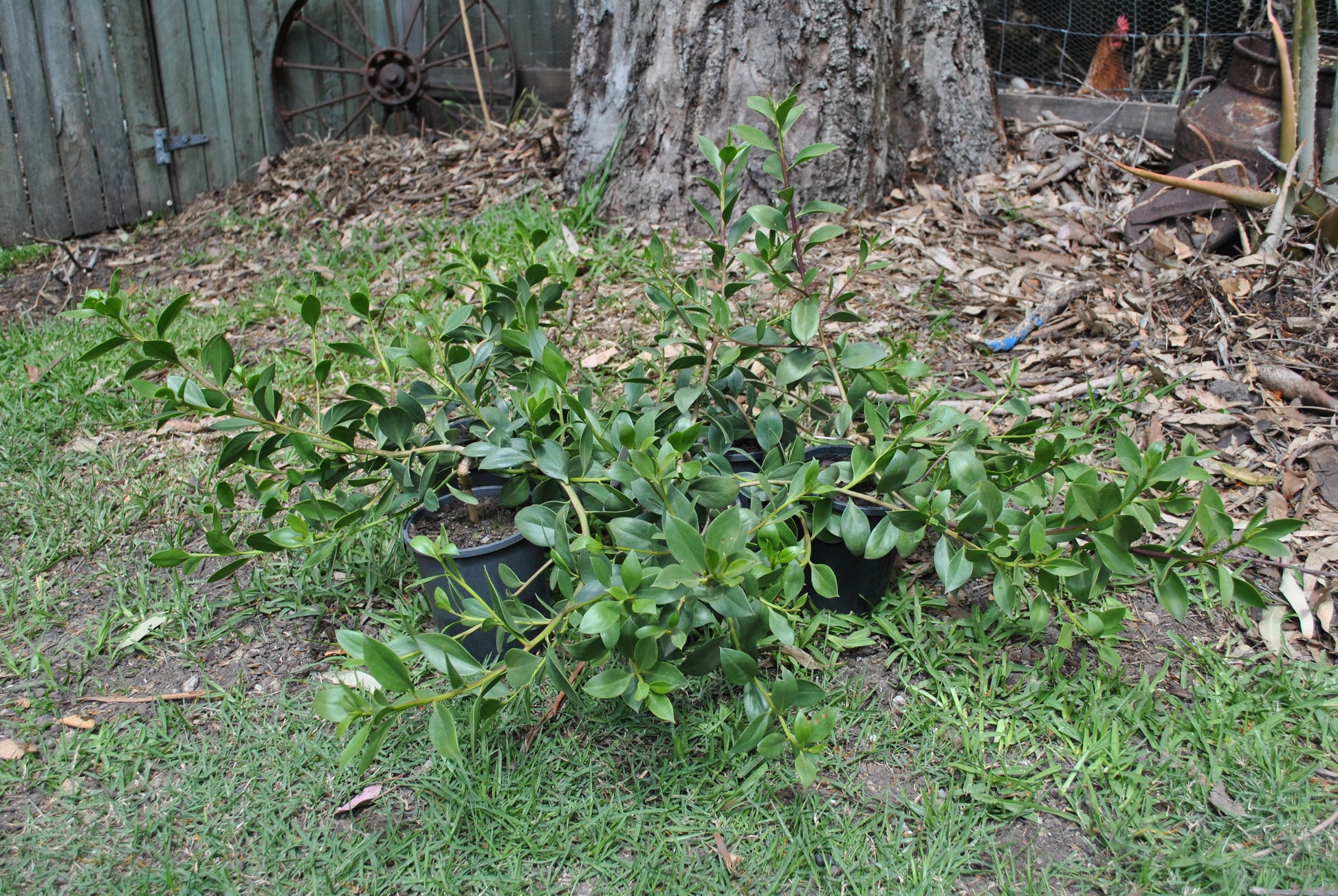 Group of Myoporum ellipticum 'Boobialla' groundcover