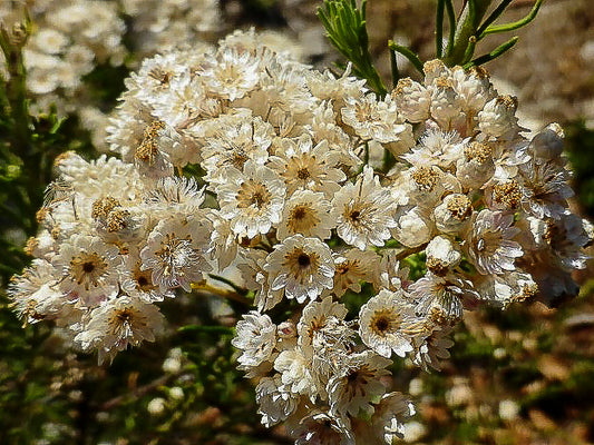 Detailed view of Ozothamnus diosmifolius in full bloom, showcasing clusters of creamy white flowers with golden centers, offering a delicate and fragrant addition to any garden. Photo courtesy of Warren Sheather