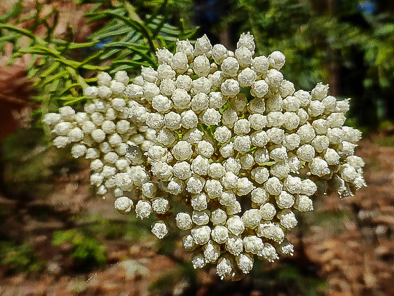 Close-up of the dense, snowy-white flower clusters of Ozothamnus diosmifolius, also known as Rice Flower, against a natural background, highlighting the tiny, intricate blossoms. Photo courtesy of Warren Sheather