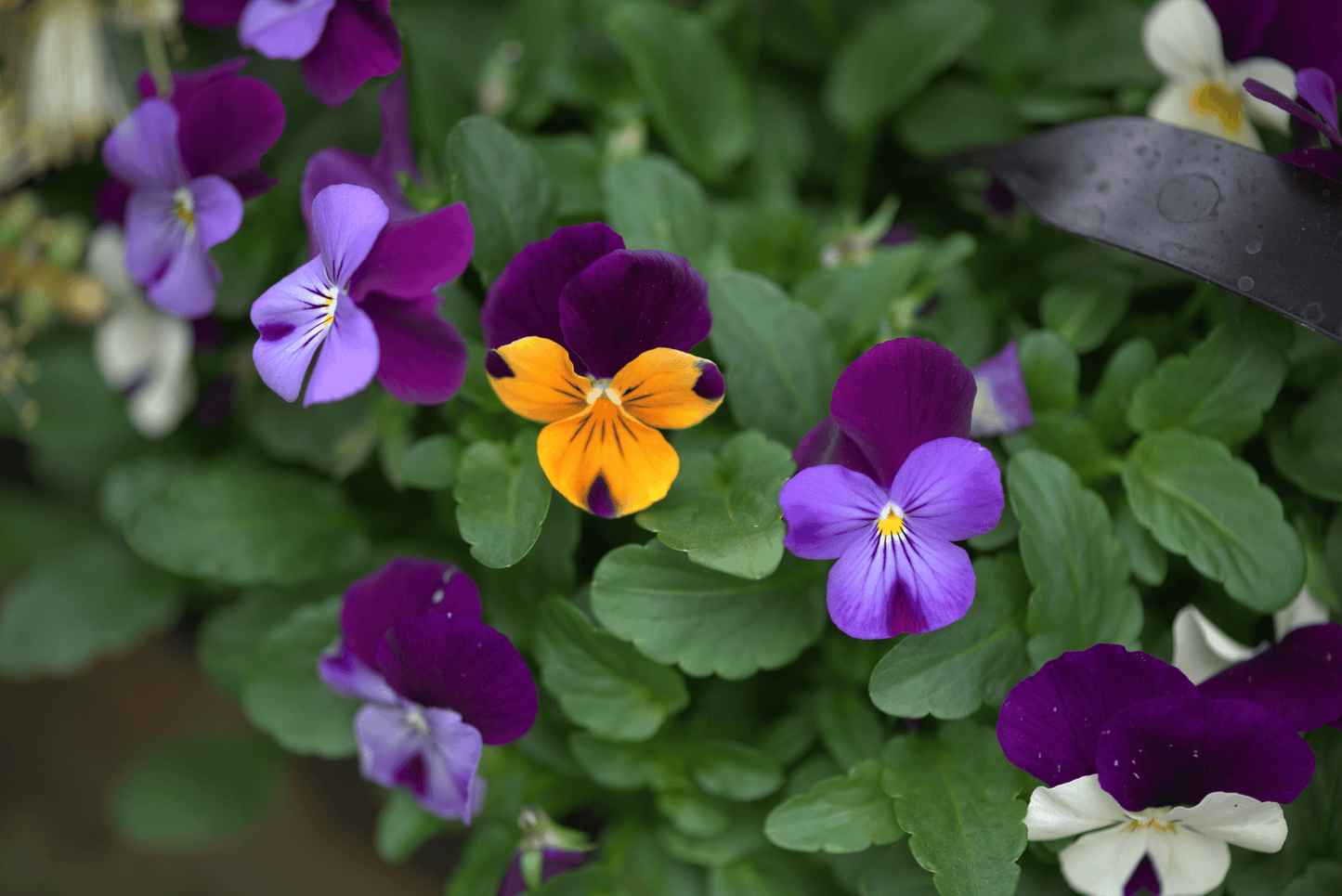 A group of pansy flowers with purple, orange, and white petals.
