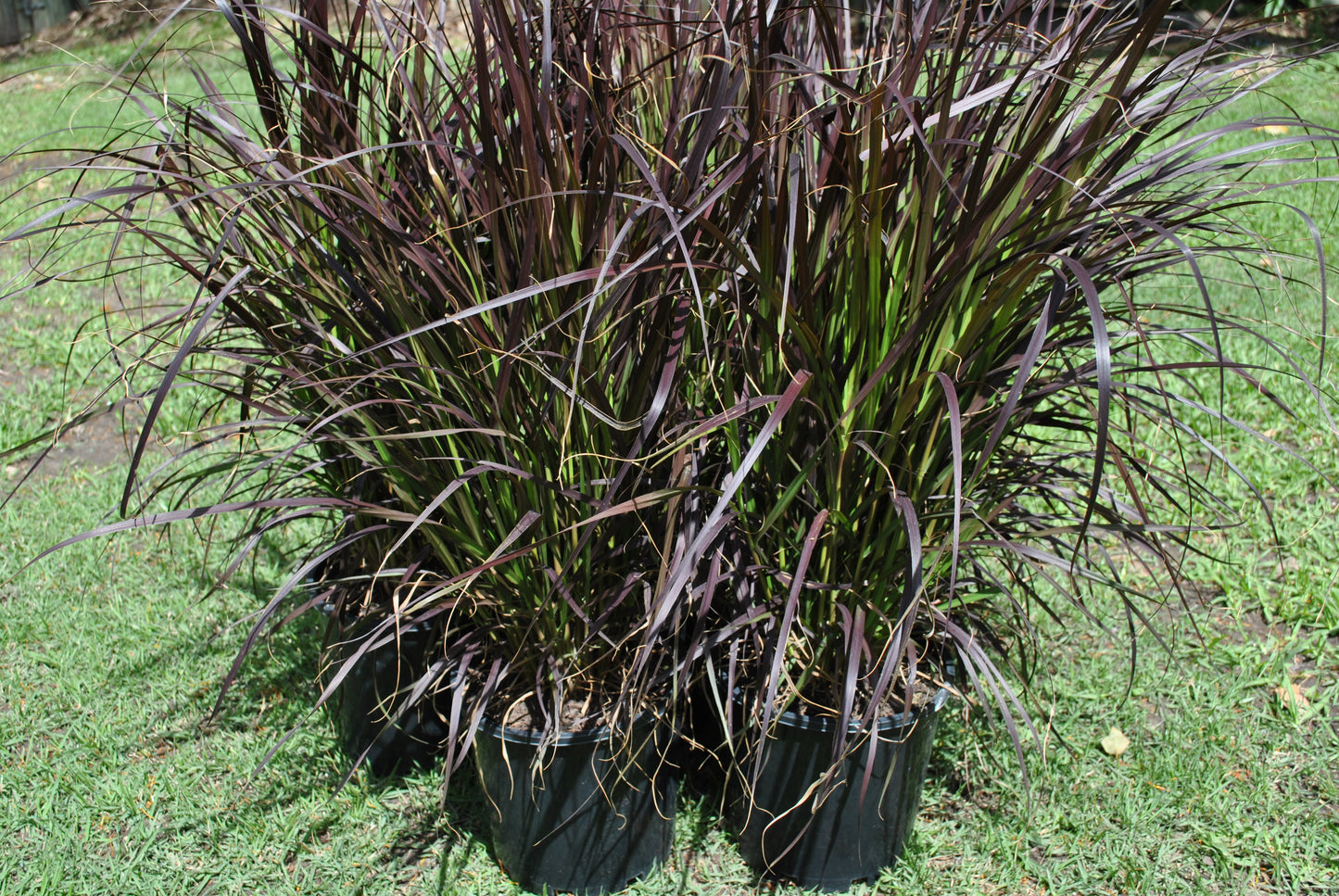 Clusters of Pennisetum advena 'Rubrum' in nursery pots, displaying rich purple and green grass-like foliage.