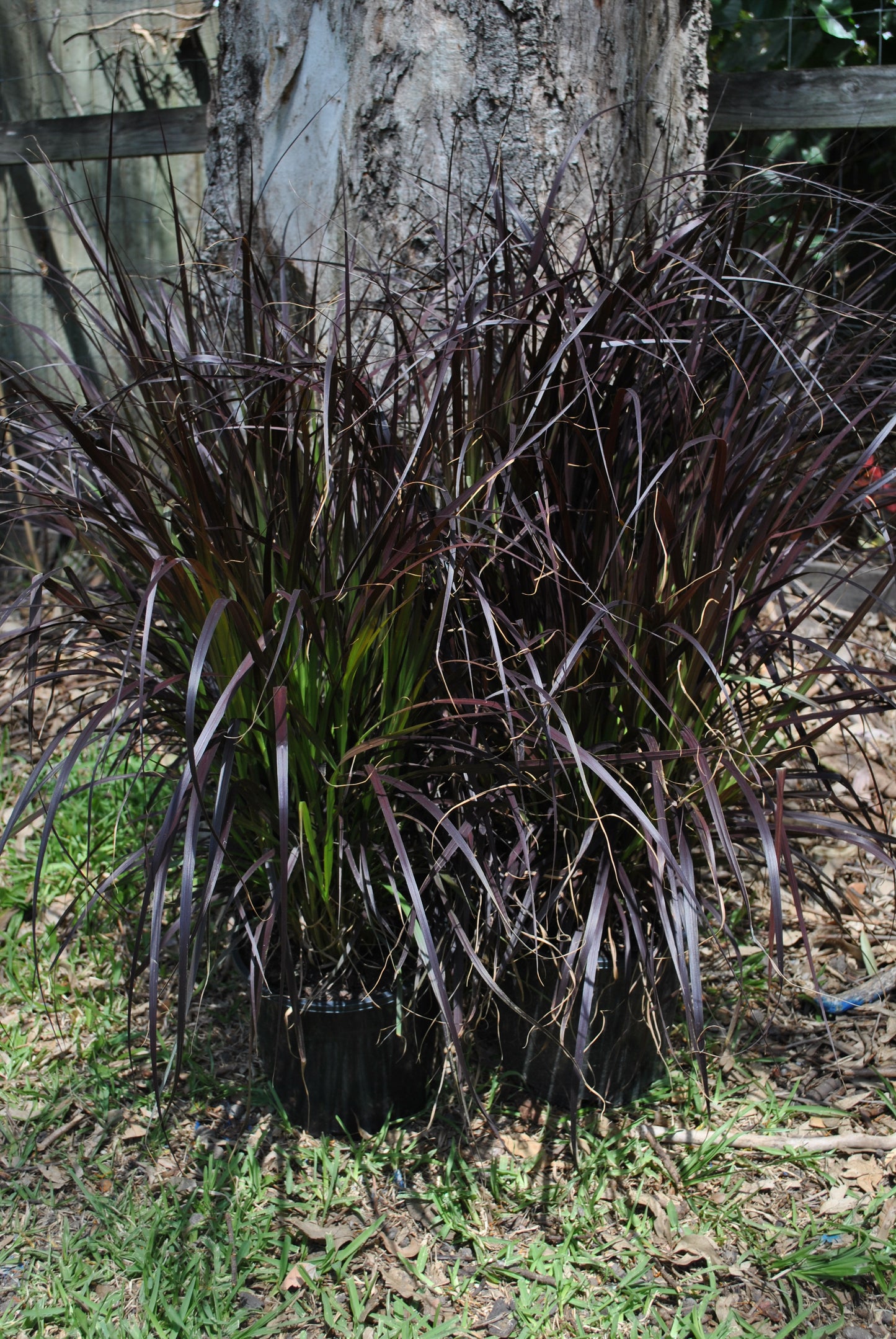 Healthy Pennisetum advena 'Rubrum' plants in black nursery pots, showcasing vibrant purple and green foliage.