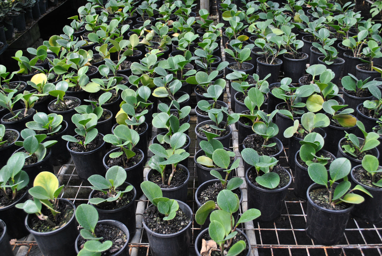 Small green foliage on the Pepperomia obtusifolia 'Baby Rubber Plant'
