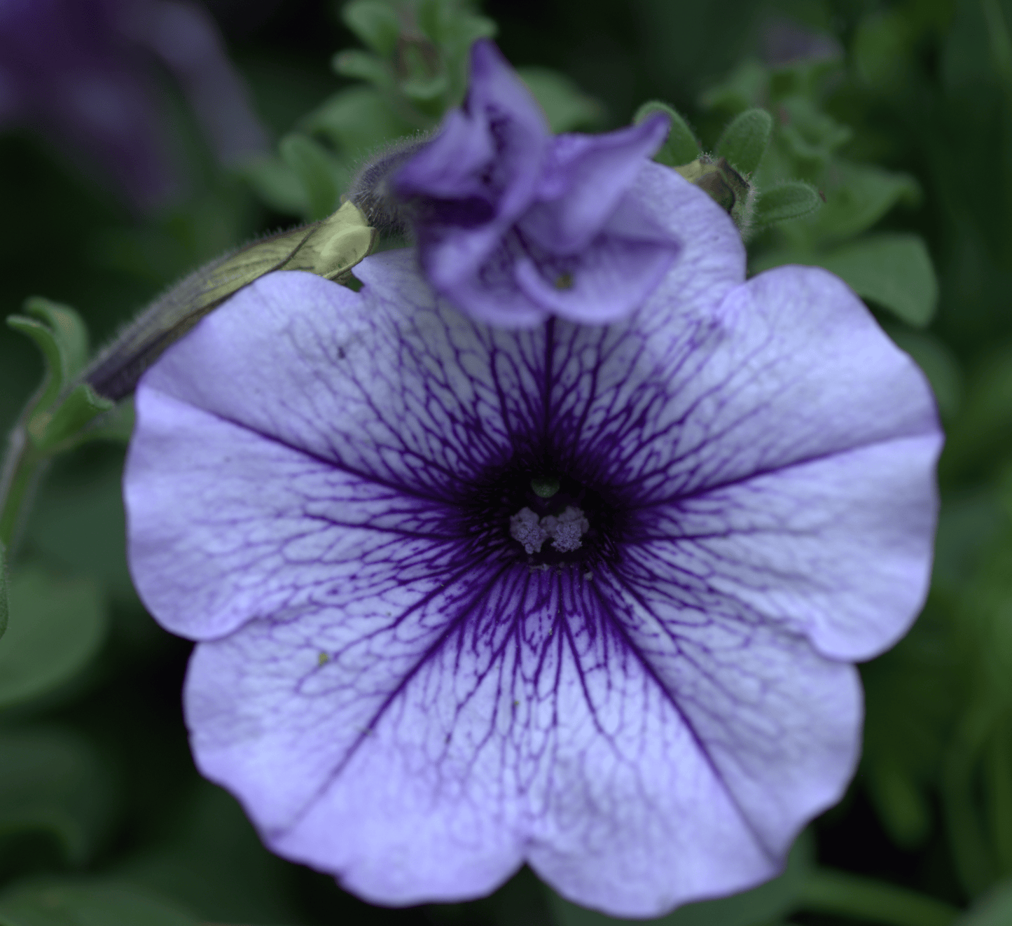 A close-up image of a purple Petunia flower with a blurred background.