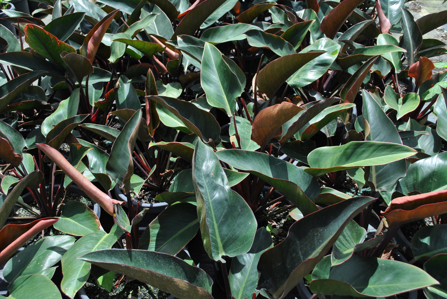 Lush Philodendron 'Rojo Congo' plants with dark green leaves and reddish stems, growing closely together.