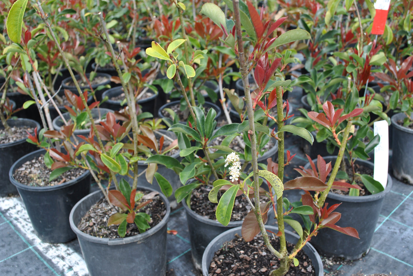 Close-up of young Photinia 'Red Robin' plants displaying a mix of red and green foliage, ideal for adding color contrast in garden designs and landscaping projects.