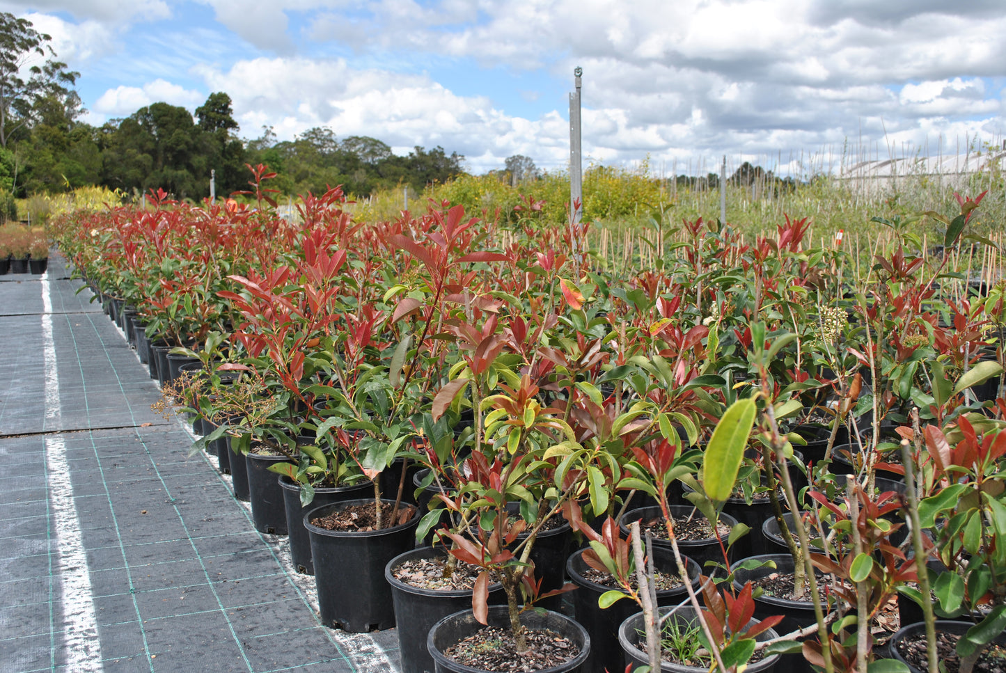 Long row of Photinia 'Red Robin' plants at a nursery, showing off their vibrant red and green leaves under a sunny sky, perfect for hedges and privacy screens in gardens.