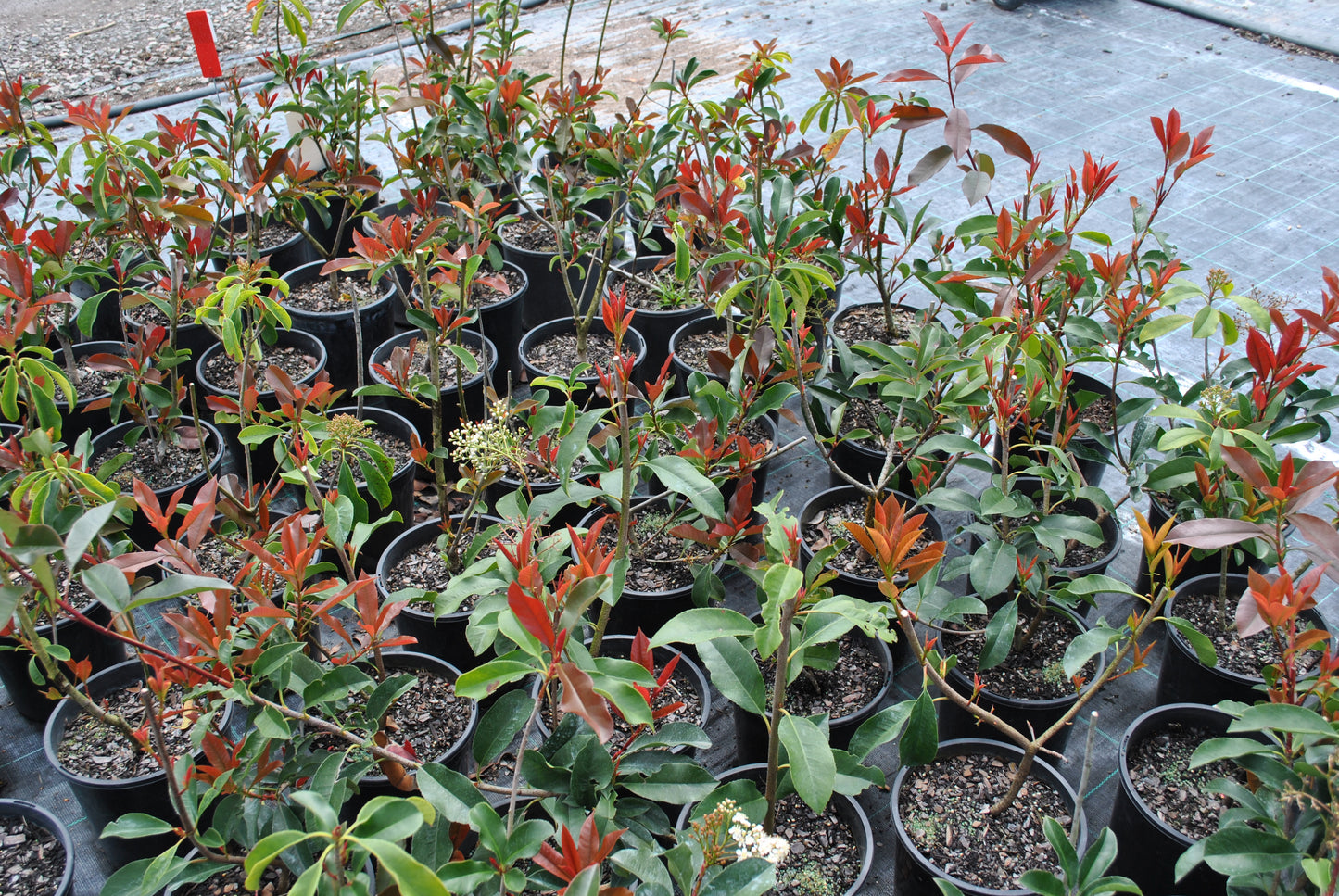 Wide view of a nursery with numerous Photinia 'Red Robin' plants, showcasing their lush red new growth and mature green leaves, suitable for both residential and commercial landscaping.