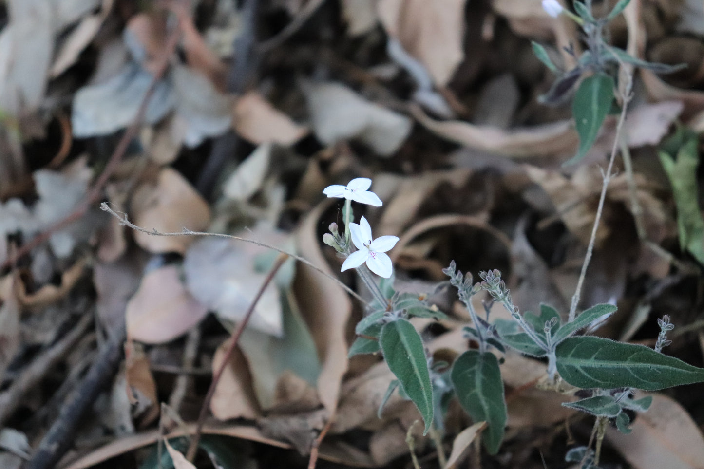 Delicate Pseuderanthemum variabile blossoms captured up close, featuring small, radiant white flowers with striking purple centers, nestled among fallen leaves and sparse greenery.