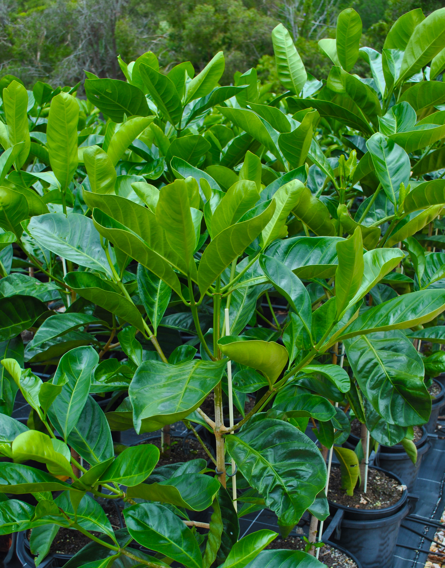 Healthy Randia fitzalanii plants with lush leaves in a nursery setting, ideal for eco-friendly gardens.