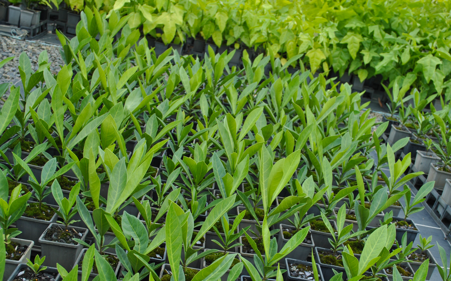 Rows of young Randia fitzalanii plants in pots, showcasing fresh green foliage at a garden centre.