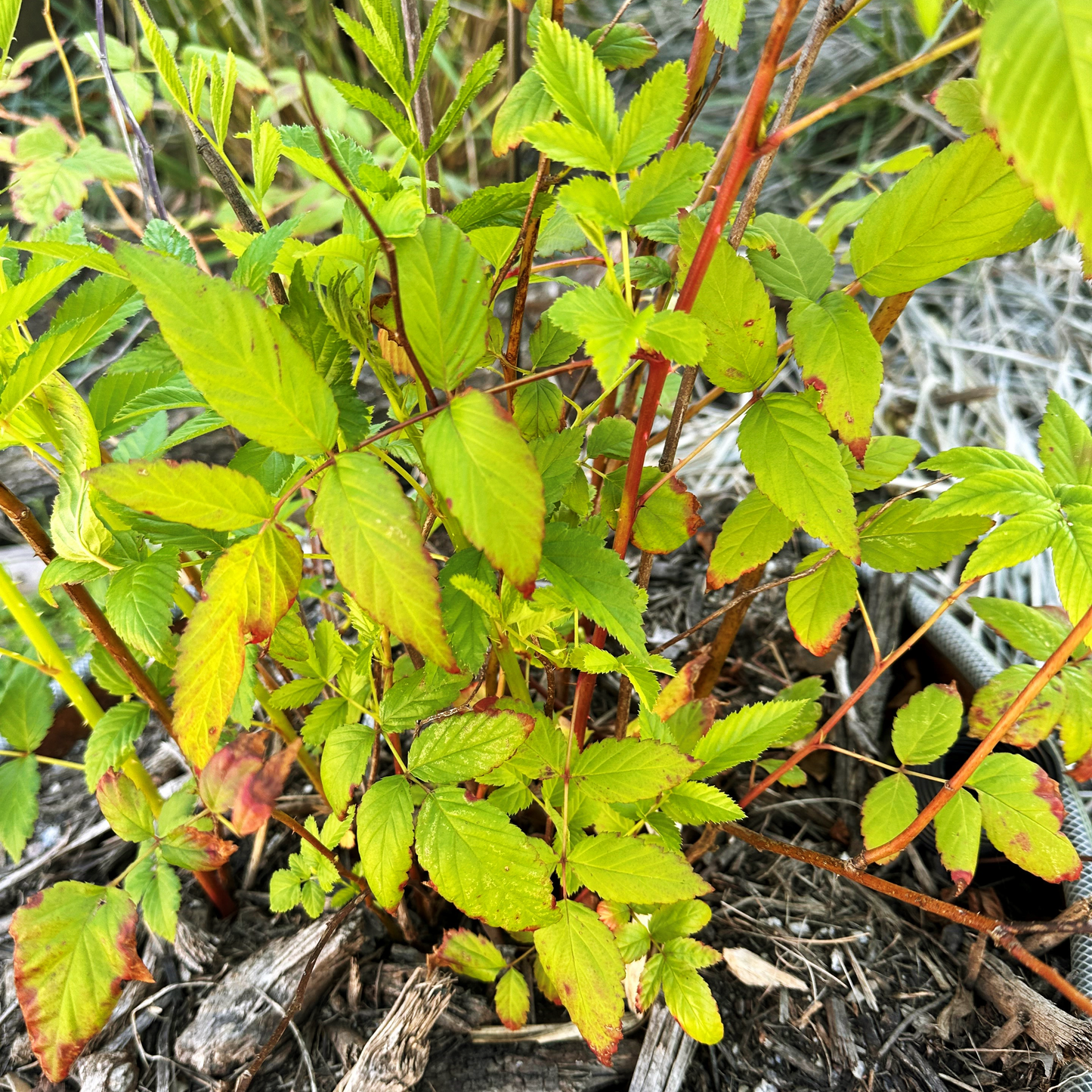 Healthy Rubus moluccanus (Native Raspberry) plant with vibrant green leaves, showing the characteristic serrated edges and red-tinged stems. Ideal for cultivating native raspberry varieties in Australia.