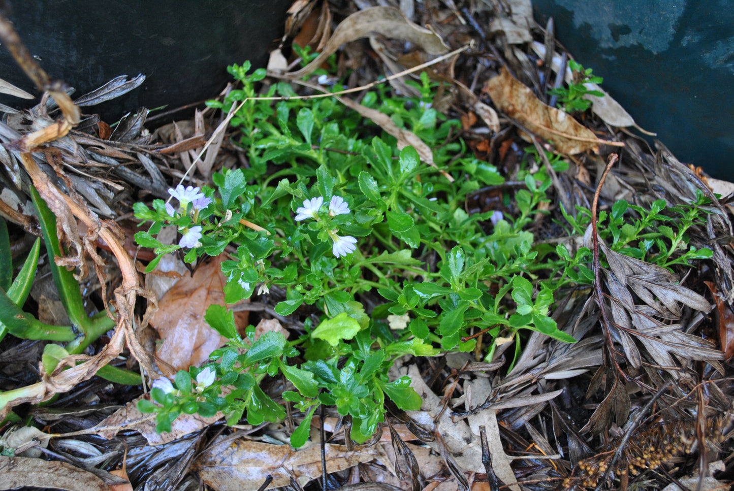 Close-up of Scaevola aemula in a garden setting, showcasing vibrant green foliage and delicate white flowers with a hint of blue, thriving among natural leaf litter.