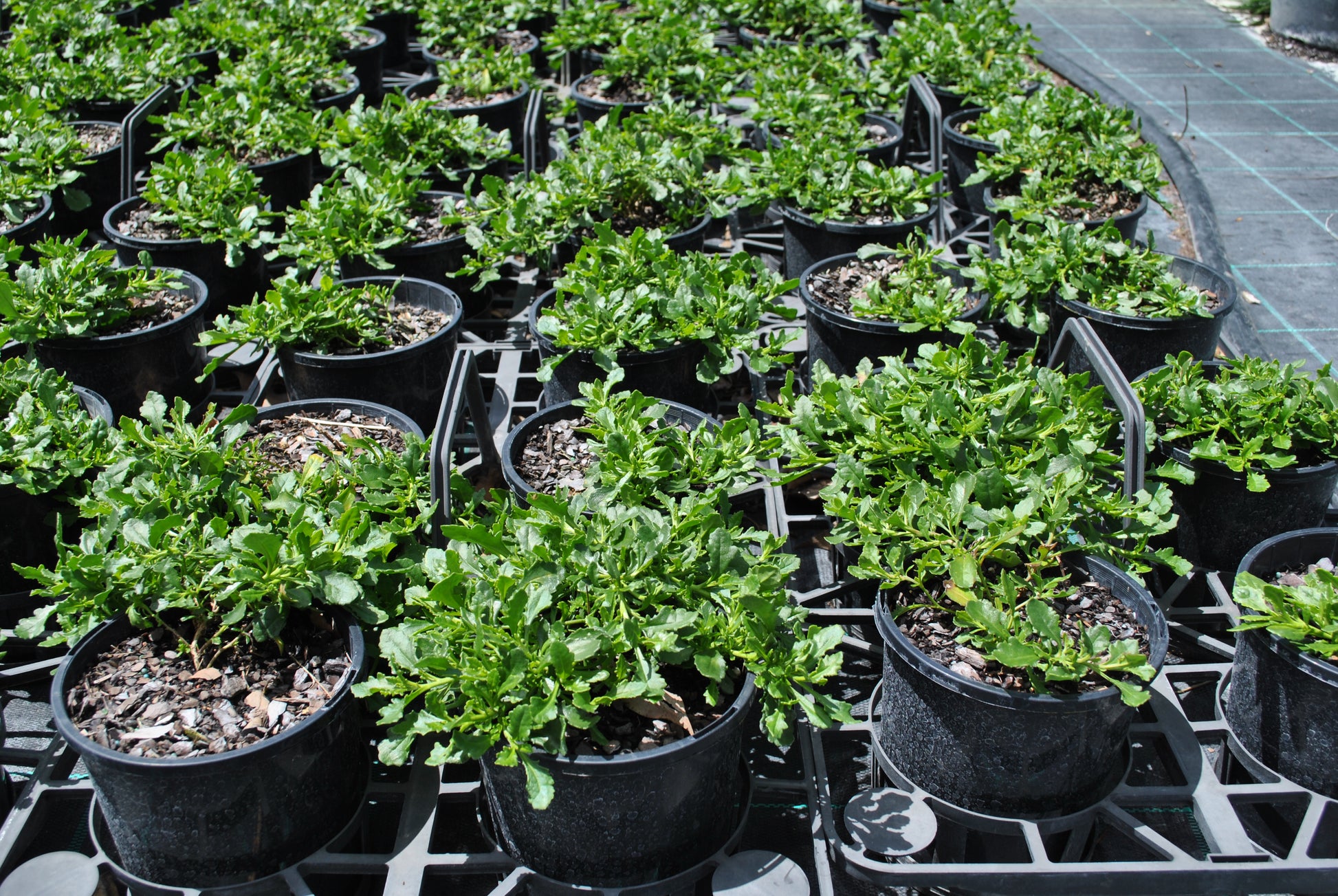 A lush display of Scaevola aemula in black nursery pots, featuring dense, green leaves and profuse clusters of purple flowers, ideal for ground covers or container gardening.