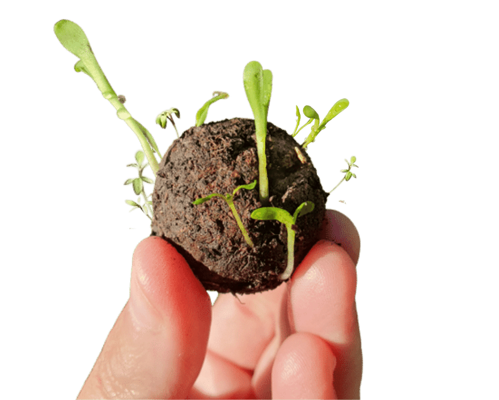 Hand holding a sprouting Australian Wildflower Seedbomb from Native Seed Box - ideal for home gardening, promoting sustainability, and fostering a vibrant, biodiverse garden with native plants.