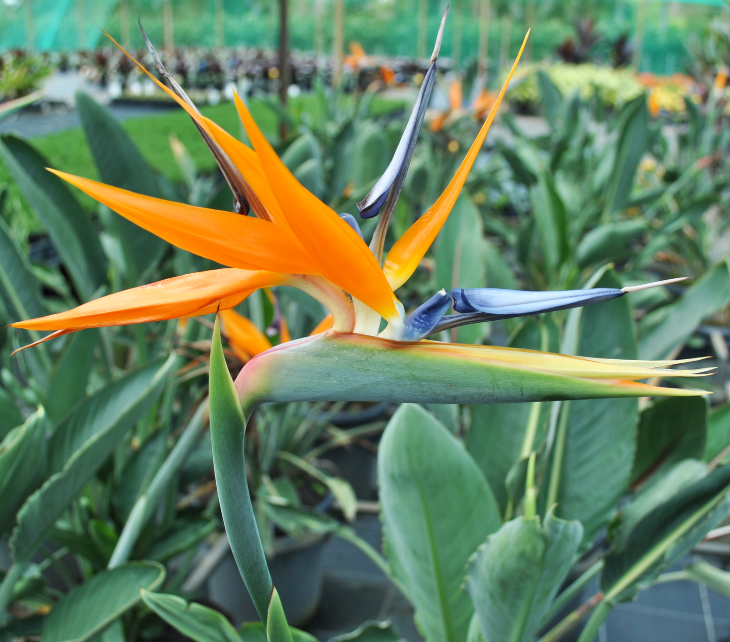 Exquisite close-up of a Strelitzia Reginae flower displaying vibrant orange and blue colors, typical of the bird of paradise, thriving in Queensland.