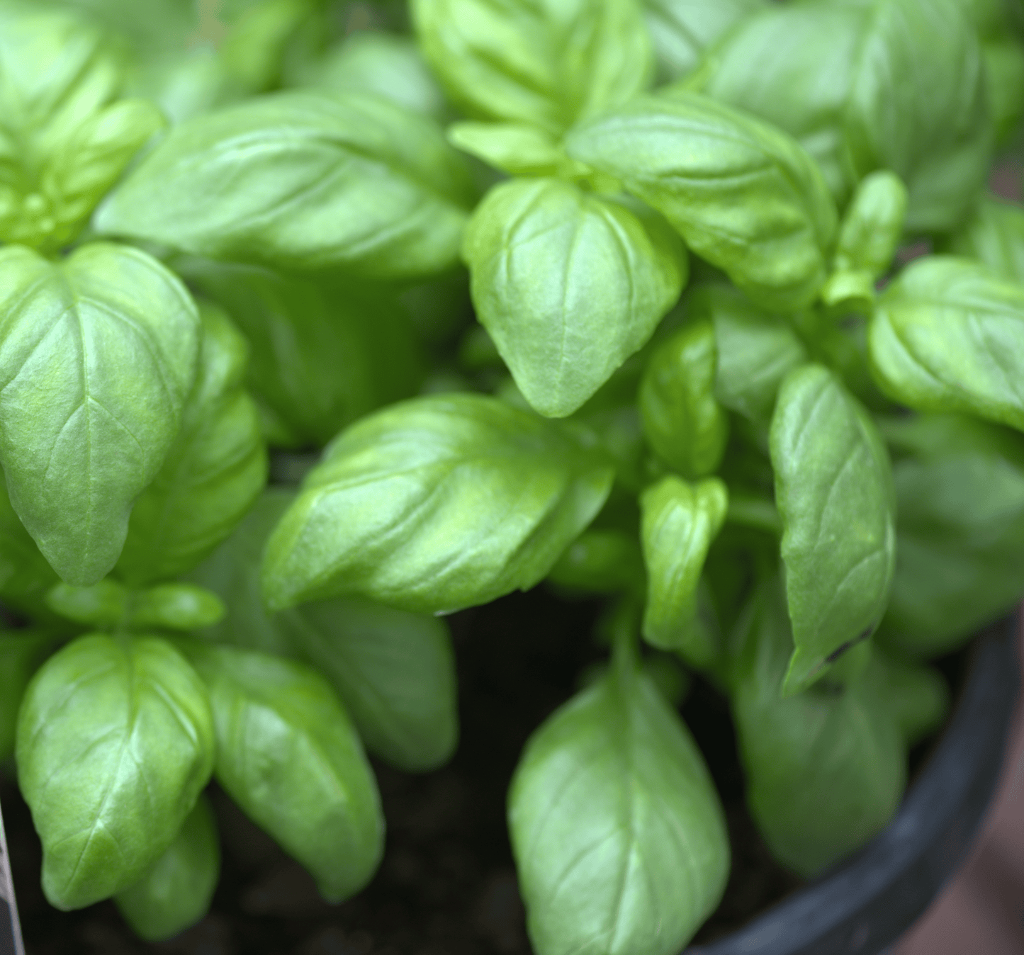 Lush Sweet Basil in a pot, displaying vibrant green, glossy leaves that are densely packed, highlighting the plant's freshness and aromatic appeal, perfect for culinary use in fresh and cooked dishes.