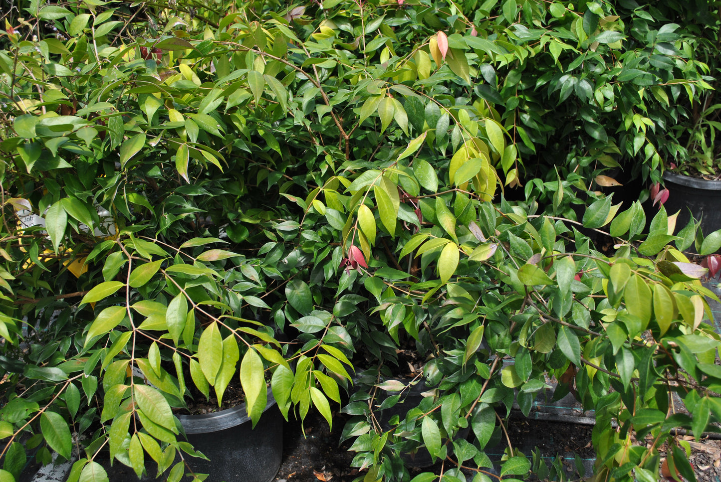Lush Syzygium cascade plants with green leaves, some tipped with red, densely packed together in a nursery setting.