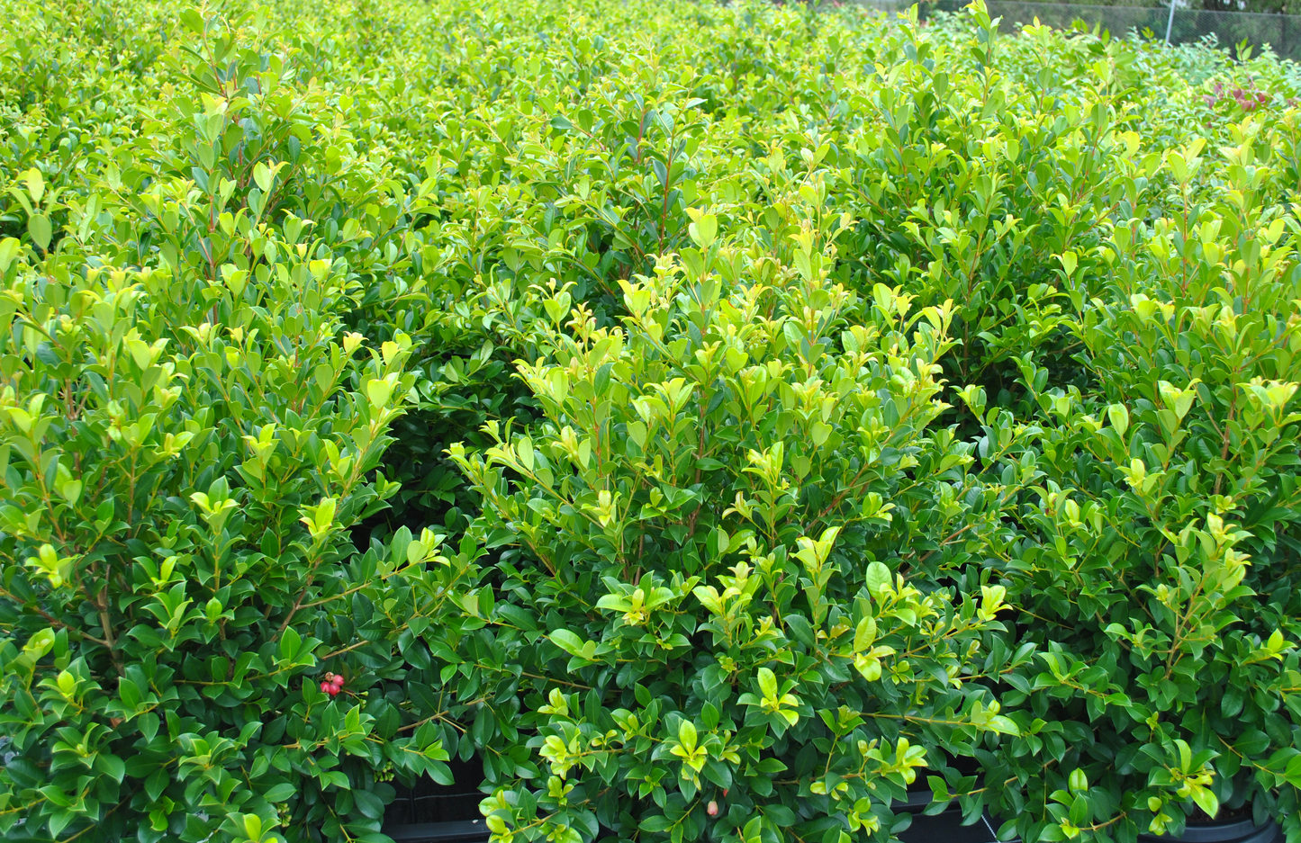 Lush green Syzygium Australe 'Resilience' bushes in a nursery setting, showcasing their dense foliage and suitability for eco-friendly gardens in South East Queensland.