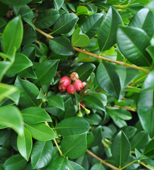 Close-up image of Syzygium Australe 'Resilience' with vibrant green leaves and clusters of pink berries, ideal for landscaping in South East Queensland.