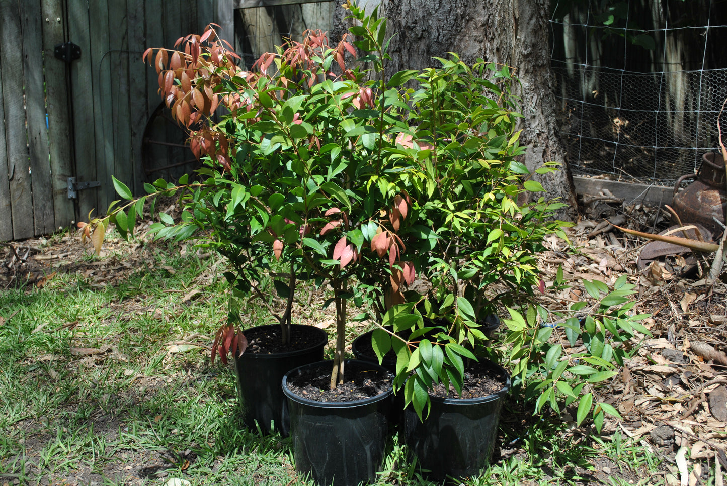 Syzygium cascade plant with vibrant green and red leaves growing in a black nursery pot, set against a rustic backyard background.
