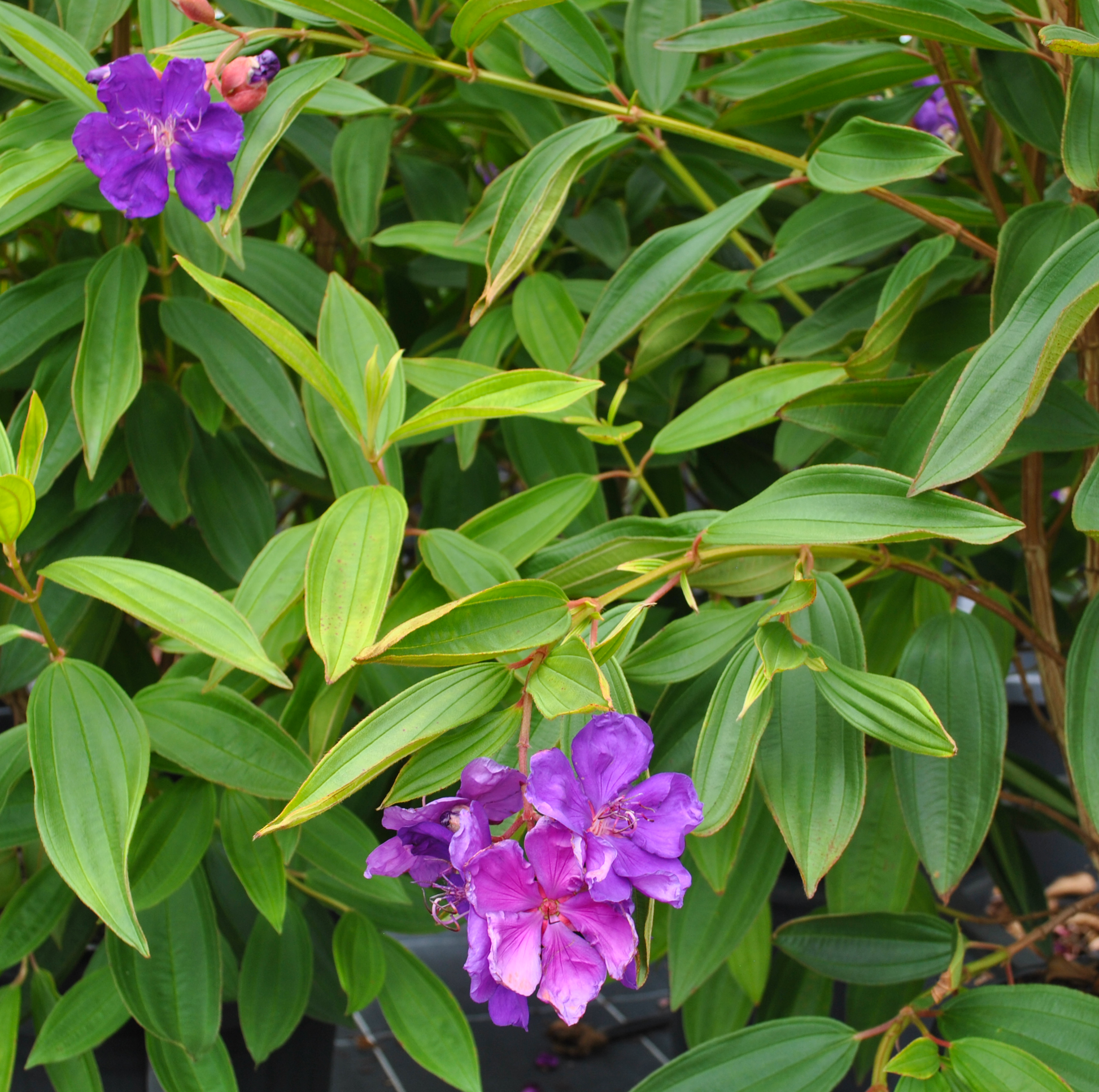 Small purple flowers on the velvety dark green leaves of the Tibouchina lepidota alstonville