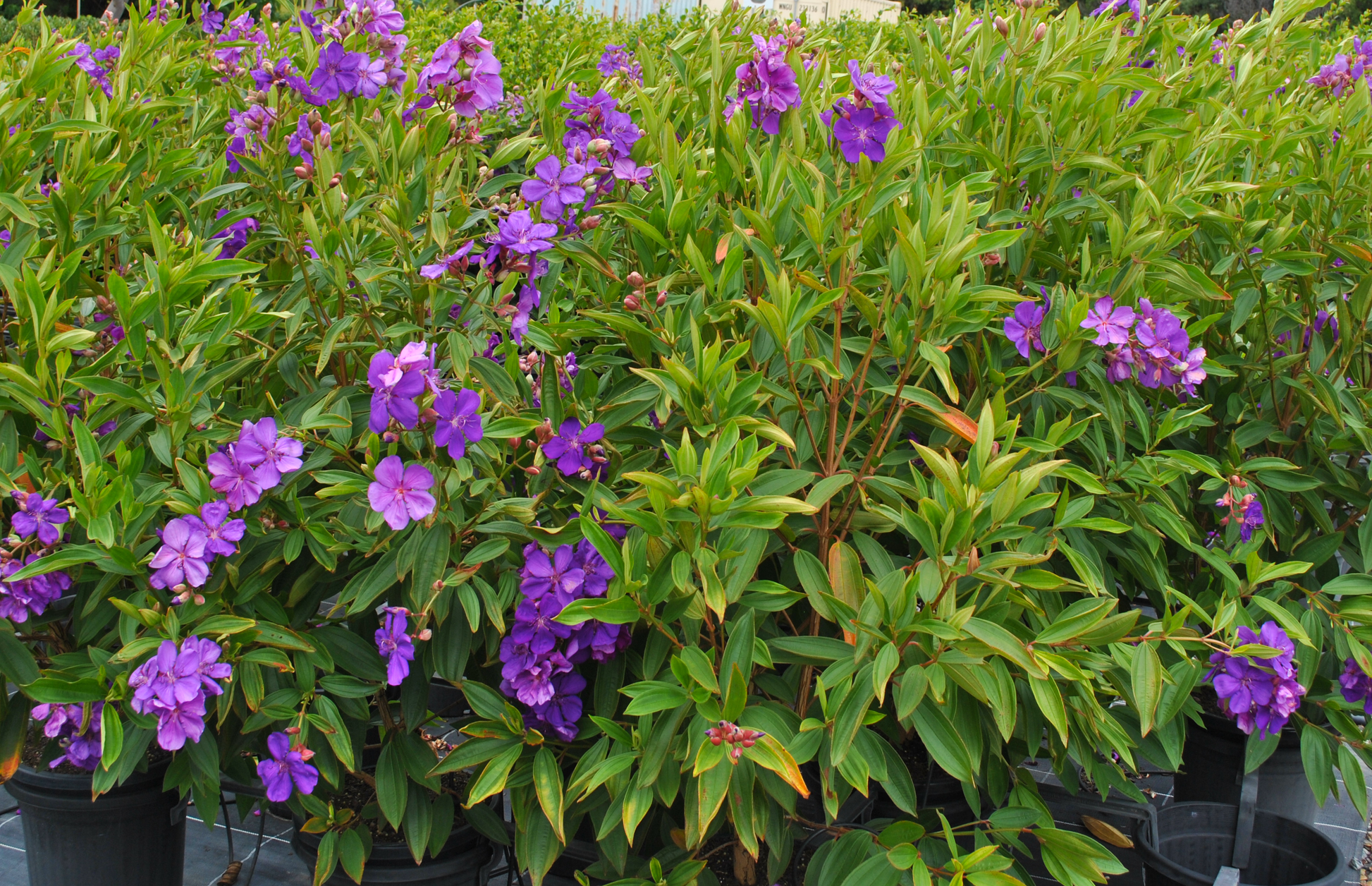 Bushy Tibouchina lepidota alstonville with purple flowers and velvety dark green leaves